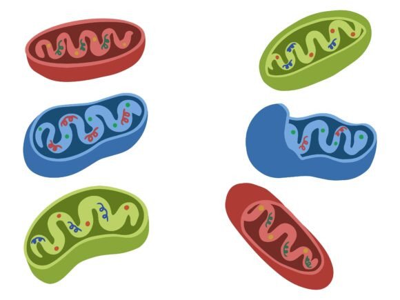 Exploring the Power of Mitochondria Cell Anatomy Illustration in Modern Design