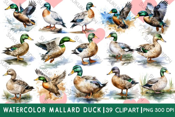 Watercolor Mallard Duck Clipart: The Versatile Asset for Your Projects